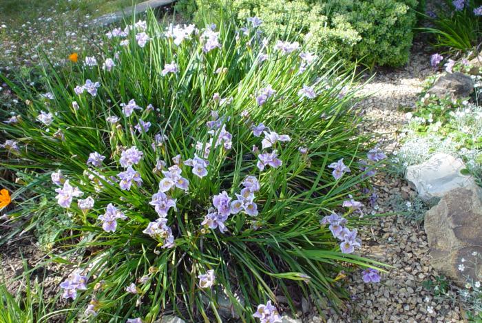 Plant photo of: Iris Pacific Coast Hybrids