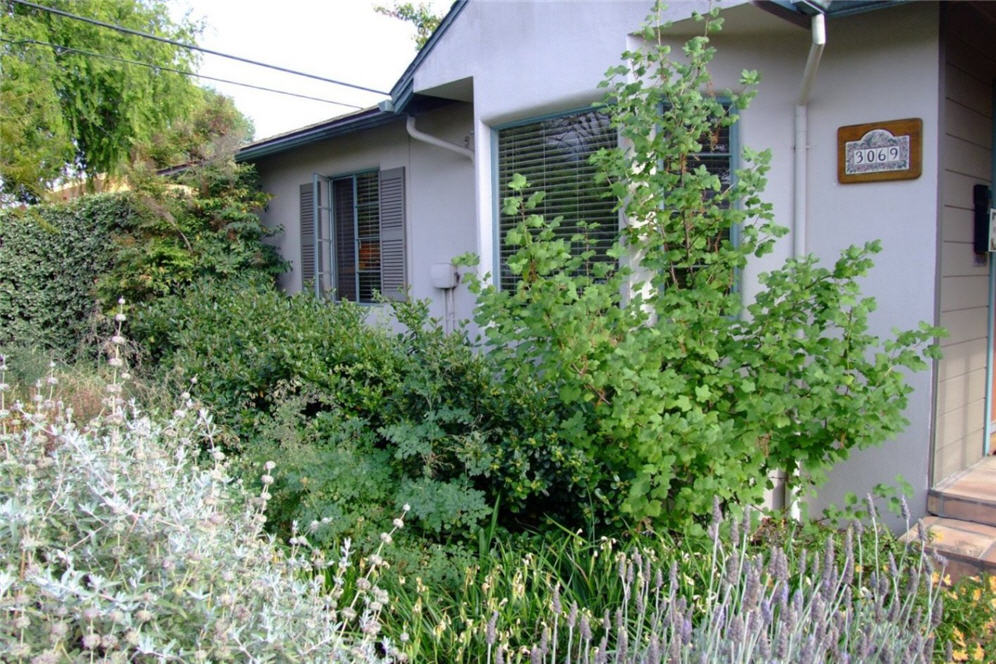 Dense Urban Garden