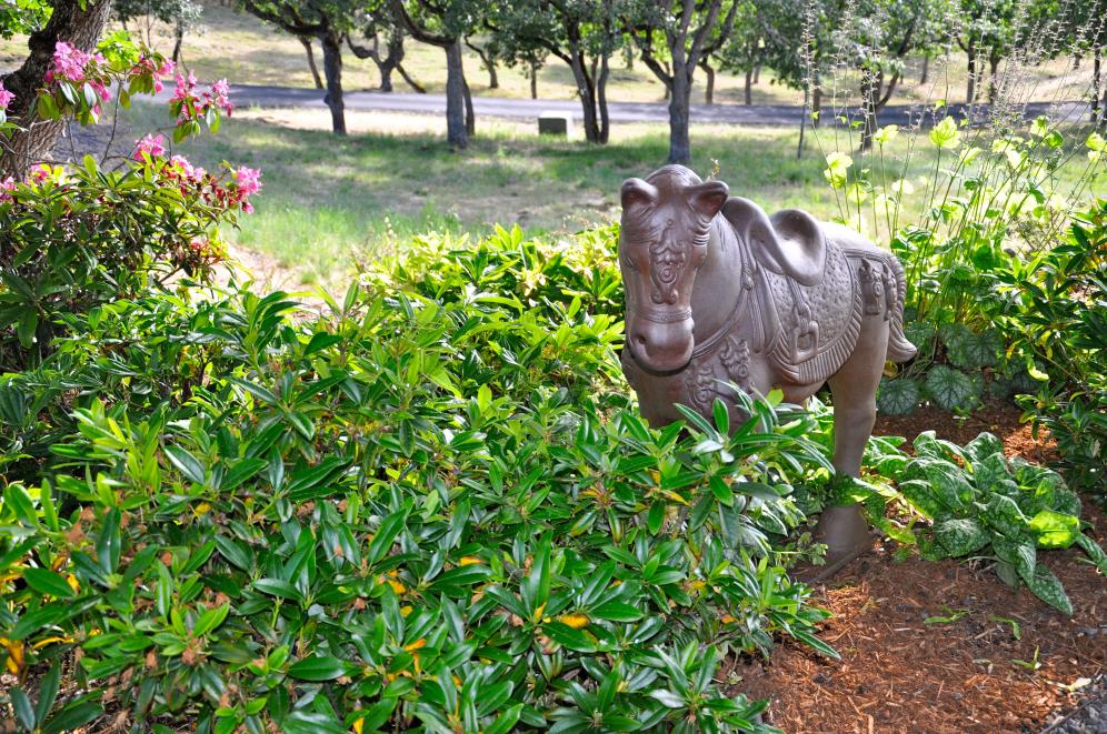 Grazing Horse