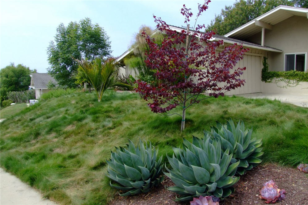 Grassy Hillside