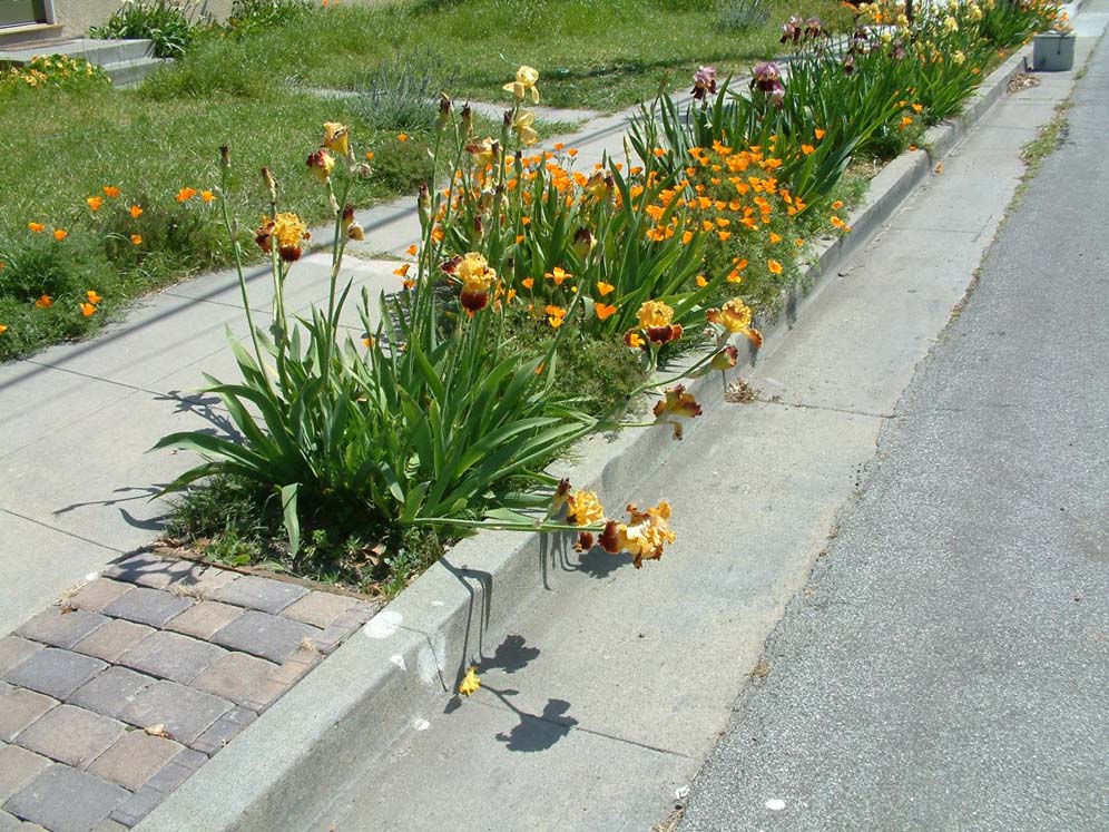 Cut Flowers for Your Table