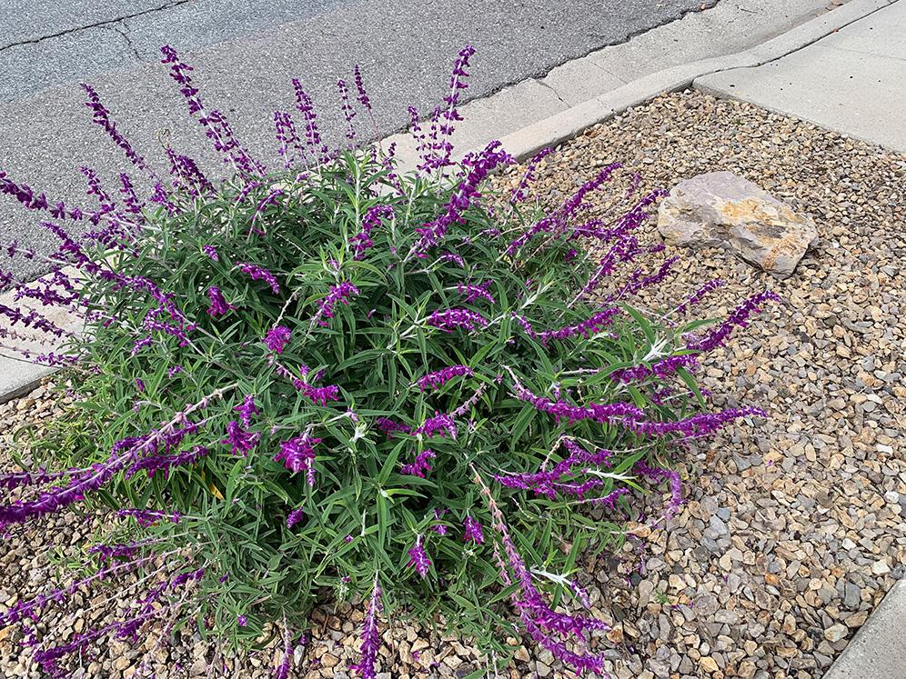 Salvia leucantha Parking Strip