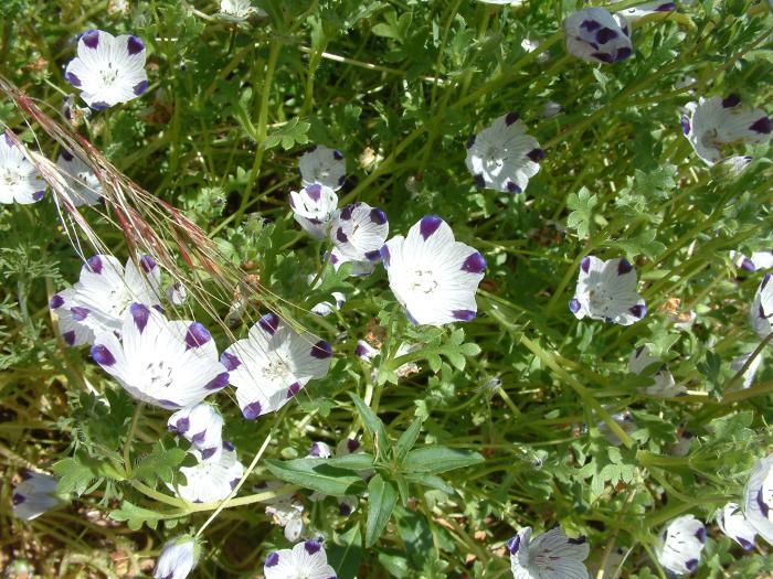 Plant photo of: Nemophila maculata