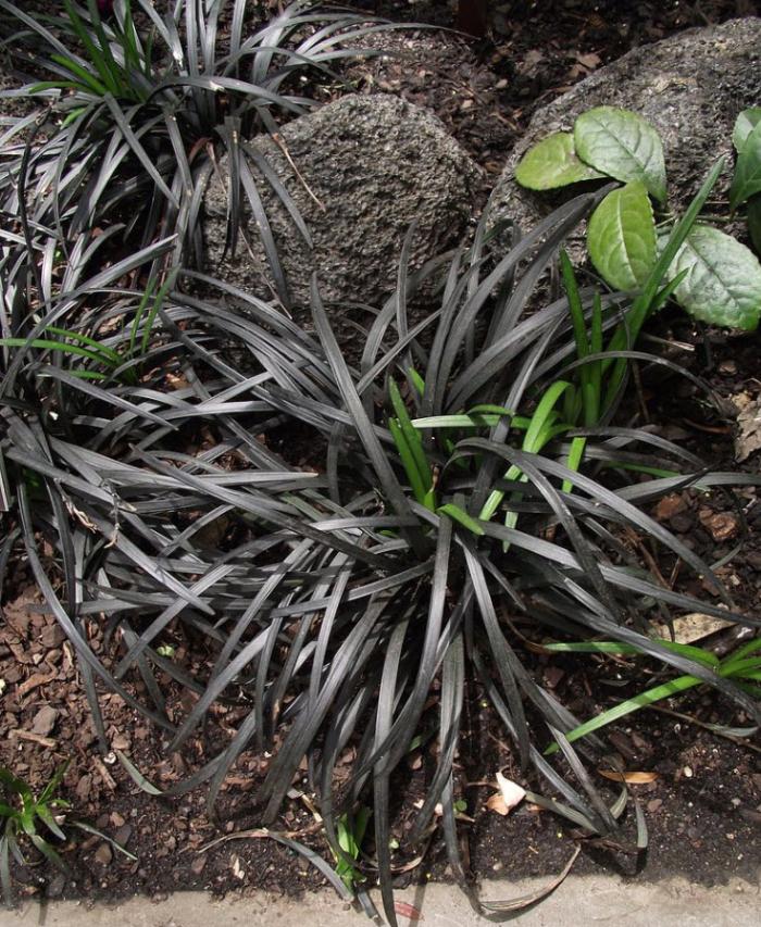 Plant photo of: Ophiopogon planiscapus 'Nigrescens'