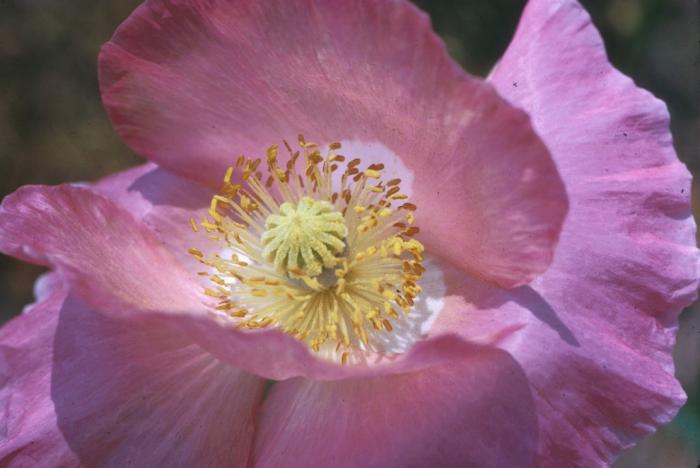 Plant photo of: Papaver nudicaule