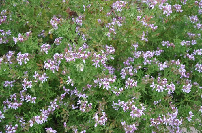 Plant photo of: Pelargonium graveolens