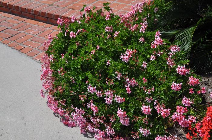 Plant photo of: Pelargonium Pink Blizzard