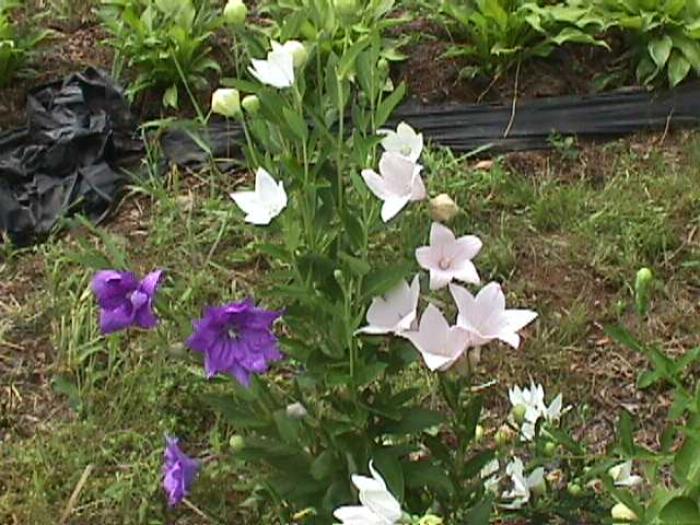 Plant photo of: Platycodon grandiflorus