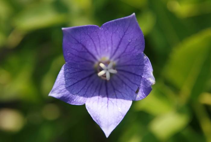 Plant photo of: Platycodon grandiflorus