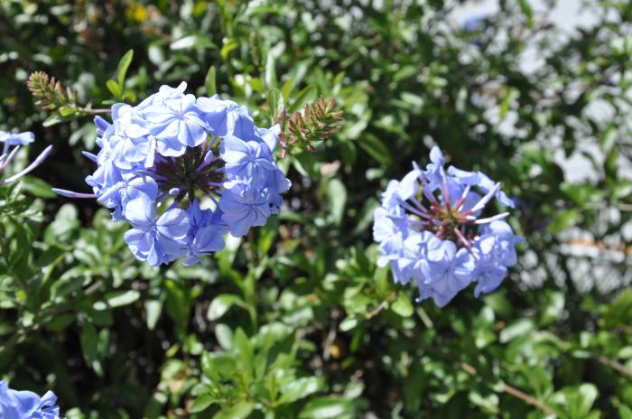 Plant photo of: Plumbago auriculata