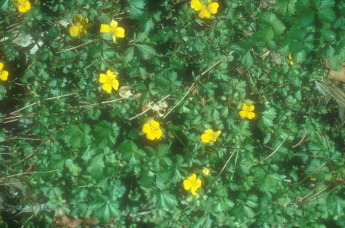 Plant photo of: Potentilla neumanniana