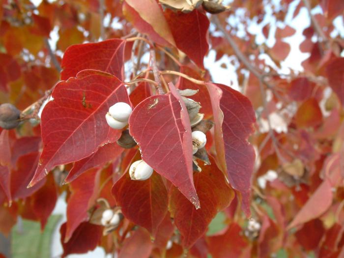 Plant photo of: Pyrus calleryana 'Chanticleer'