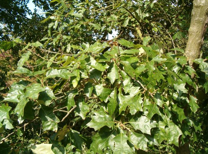 Plant photo of: Quercus ilicifolia