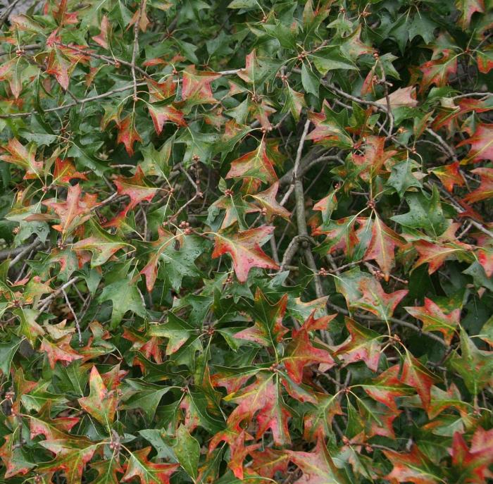 Plant photo of: Quercus ilicifolia