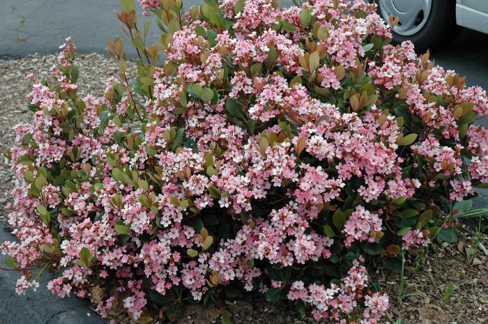 Plant photo of: Rhaphiolepis indica 'Pink Lady'