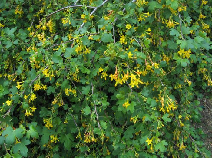 Plant photo of: Ribes aureum var. gracillimum