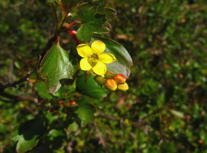 Plant photo of: Ribes aureum var. gracillimum