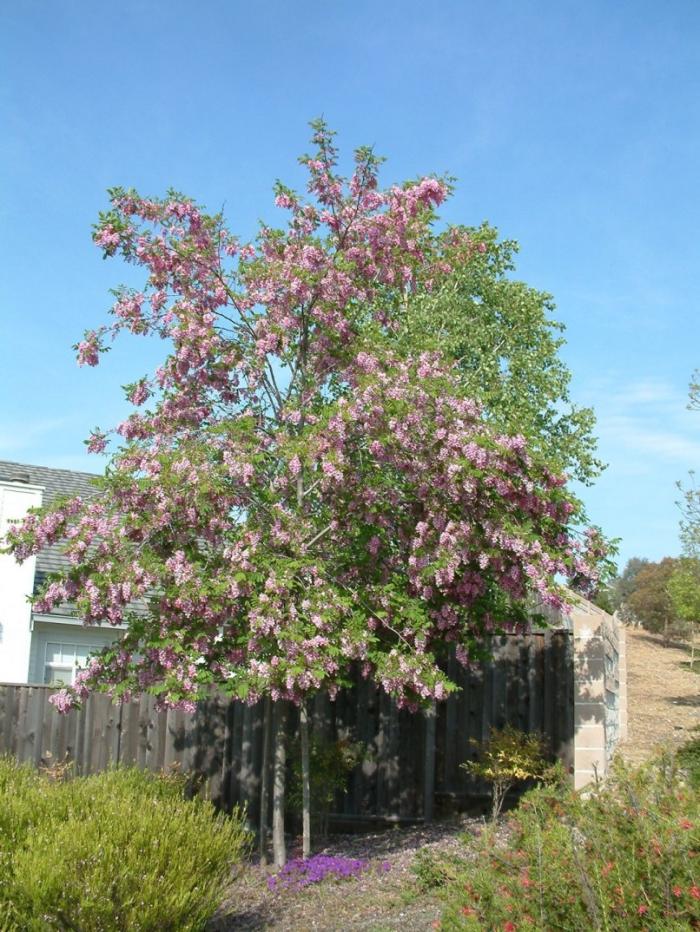 Plant photo of: Robinia 'Idahoensis'