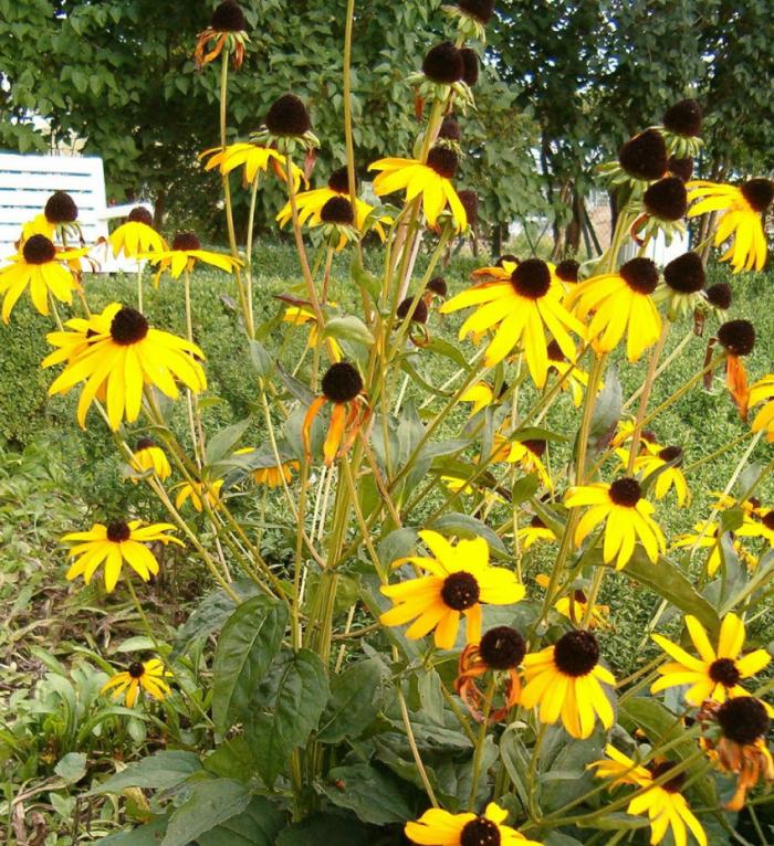 Plant photo of: Rudbeckia fulgida