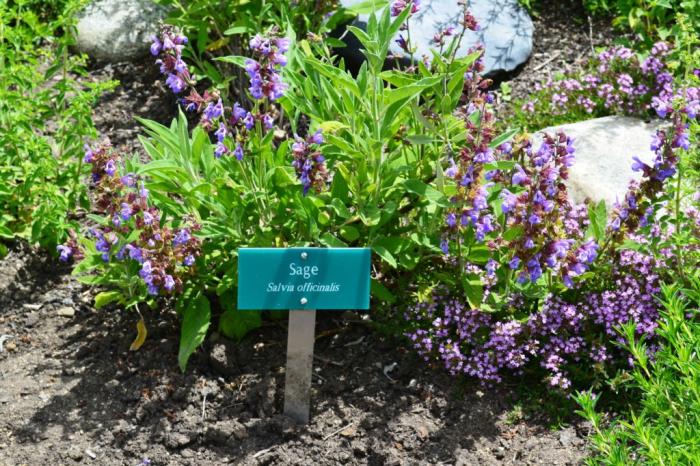 Plant photo of: Salvia officinalis