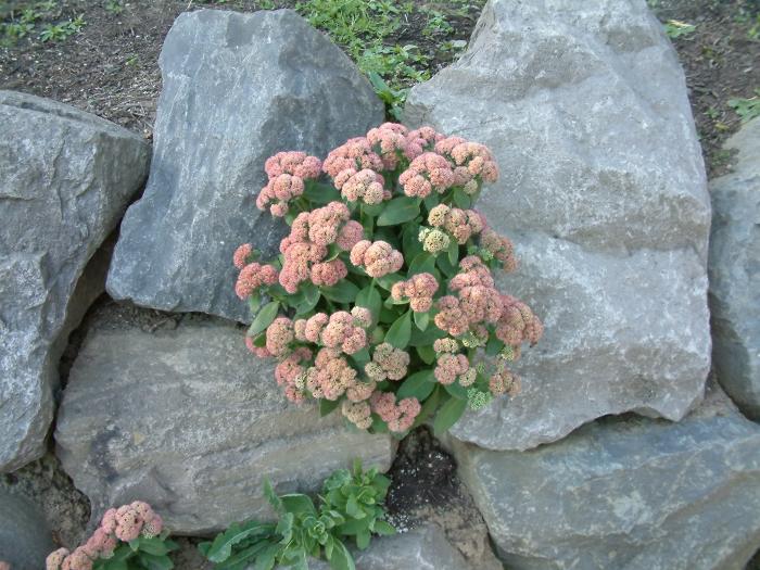 Plant photo of: Sedum 'Autumn Joy'