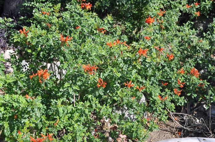 Plant photo of: Tecoma capensis