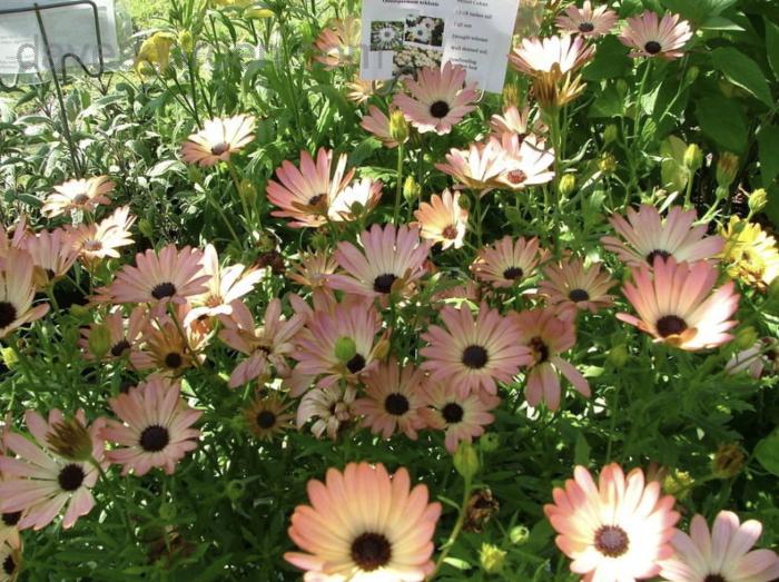 Plant photo of: Osteospermum ecklonis