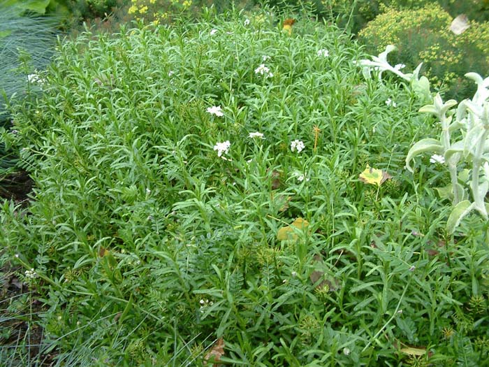 Plant photo of: Iberis sempervirens