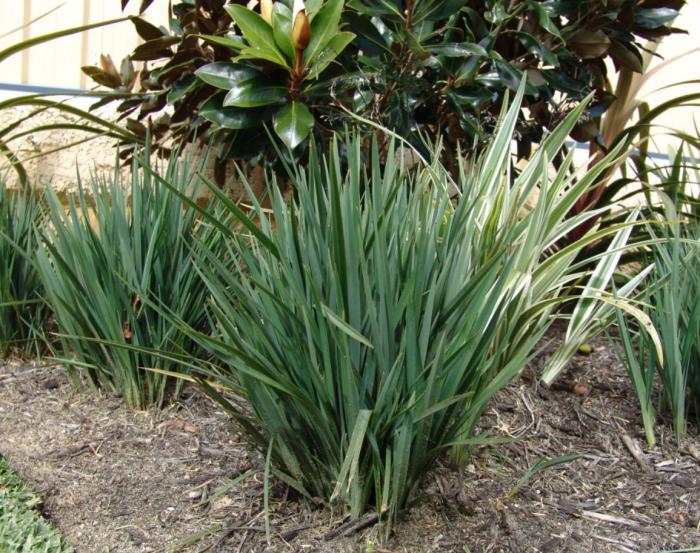 Plant photo of: Dianella revoluta 'Little Rev'