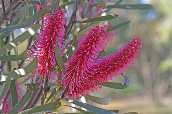 Plant photo of: Hakea francisiana