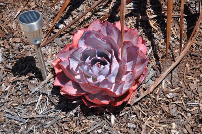 Plant photo of: Echeveria 'Afterglow'