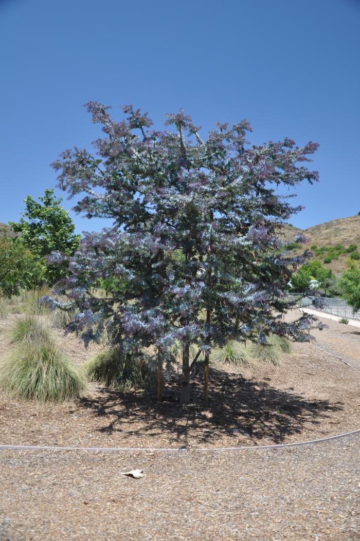 Plant photo of: Acacia baileyana 'Purpurea'