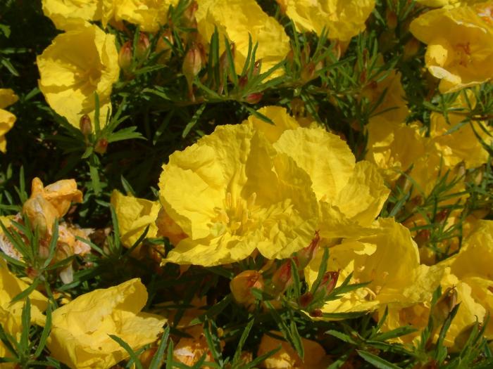 Plant photo of: Oenothera stubbei