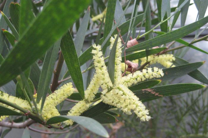 Plant photo of: Acacia longifolia