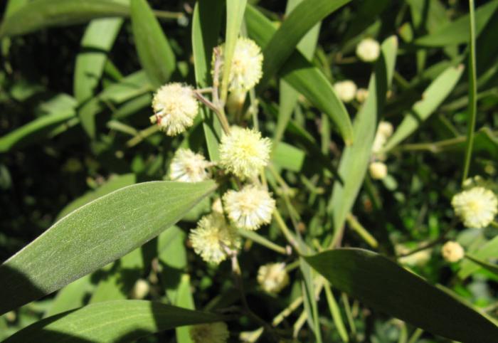 Plant photo of: Acacia melanoxylon