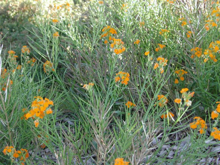 Plant photo of: Erysimum allionii