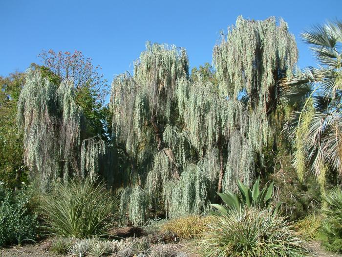 Plant photo of: Acacia pendula