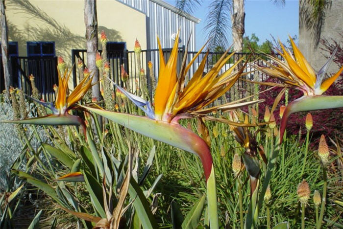 Plant photo of: Strelitzia reginae