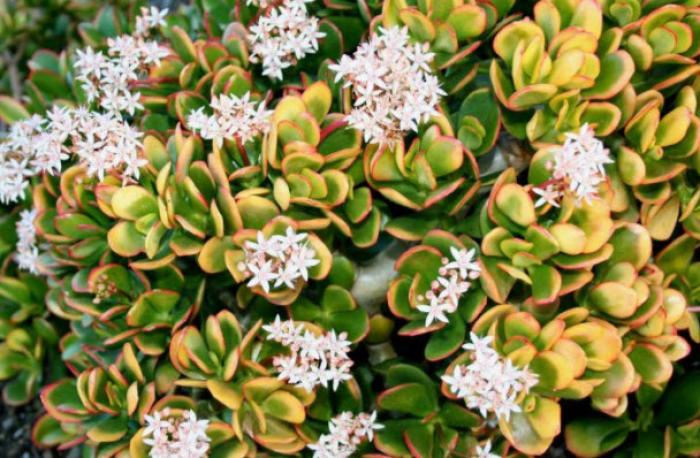 Plant photo of: Crassula argentea 'Sunset'