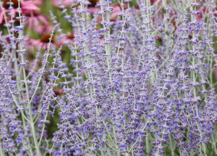 Plant photo of: Perovskia 'Little Spire'