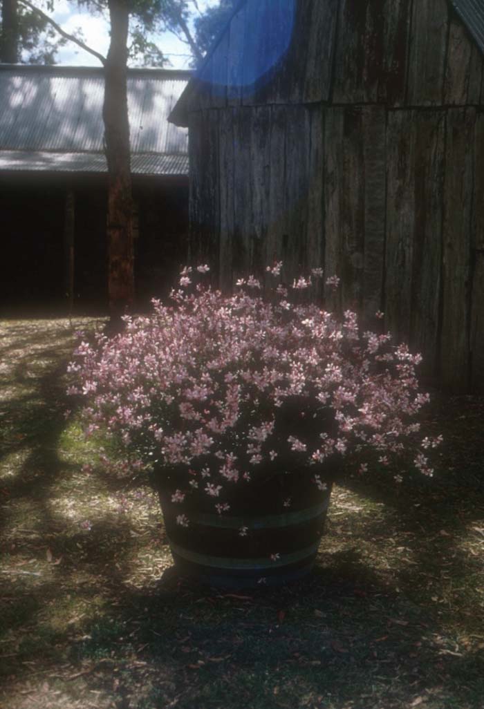 Plant photo of: Gaura lindheimeri 'Whirling Butterflies'