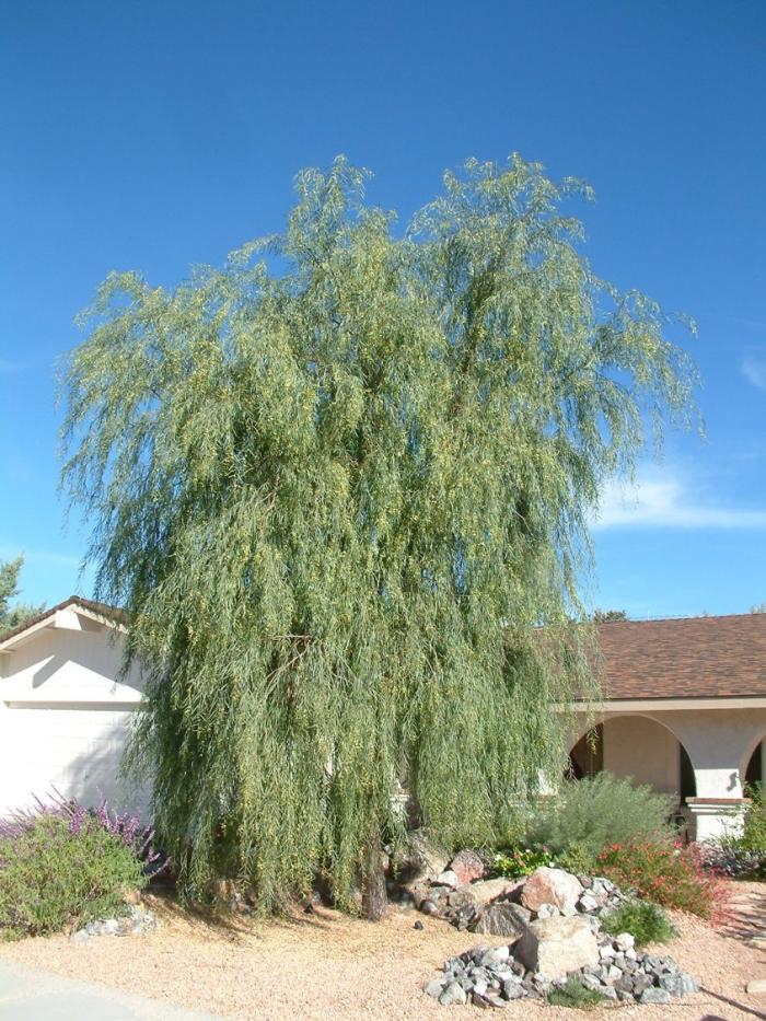 Plant photo of: Acacia stenophylla