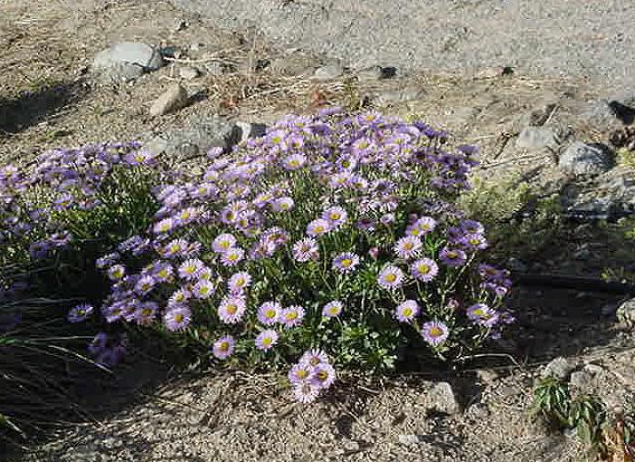 Plant photo of: Erigeron glaucus 'Wayne Roderick'