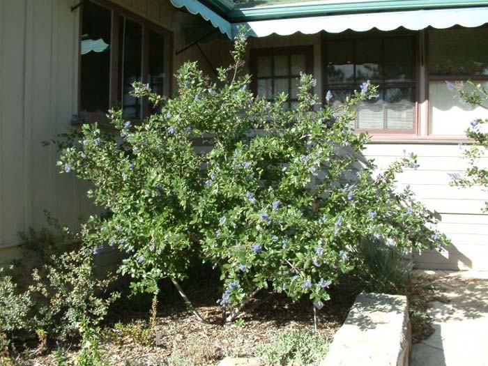 Plant photo of: Ceanothus 'Ray Hartman'