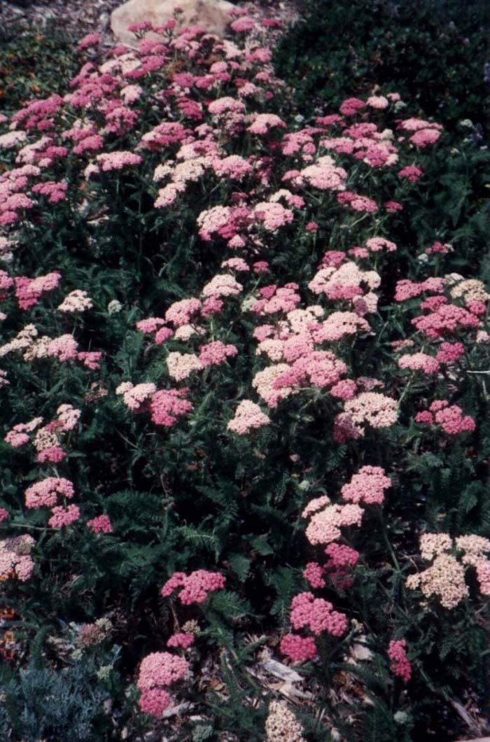 Plant photo of: Achillea millefolium rosea