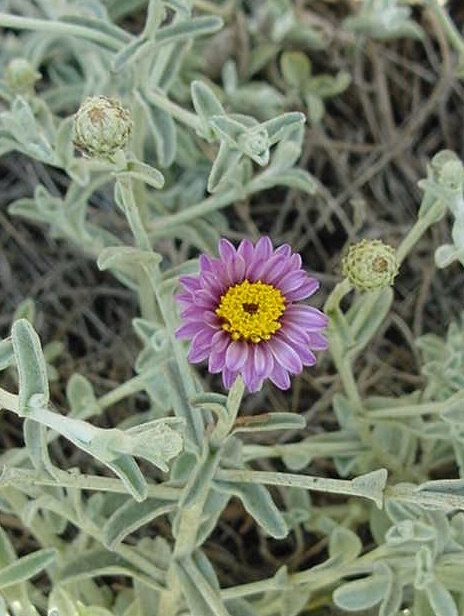 Plant photo of: Lessingia filaginifolia 'Silver Carpet'