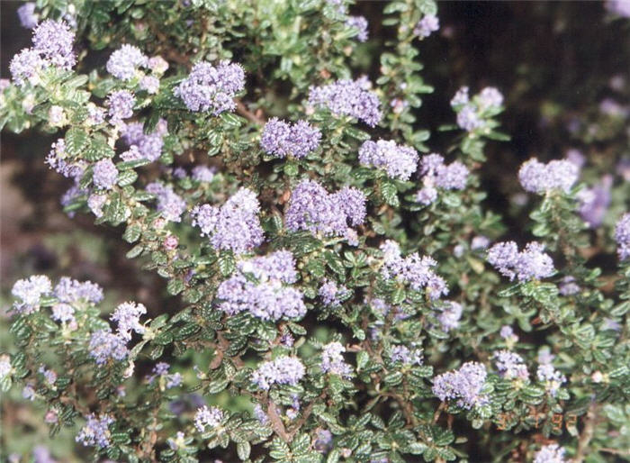 Plant photo of: Ceanothus 'Dark Star'