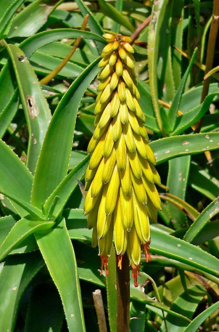 Plant photo of: Aloe striatula