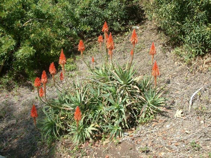 Plant photo of: Aloe arborescens