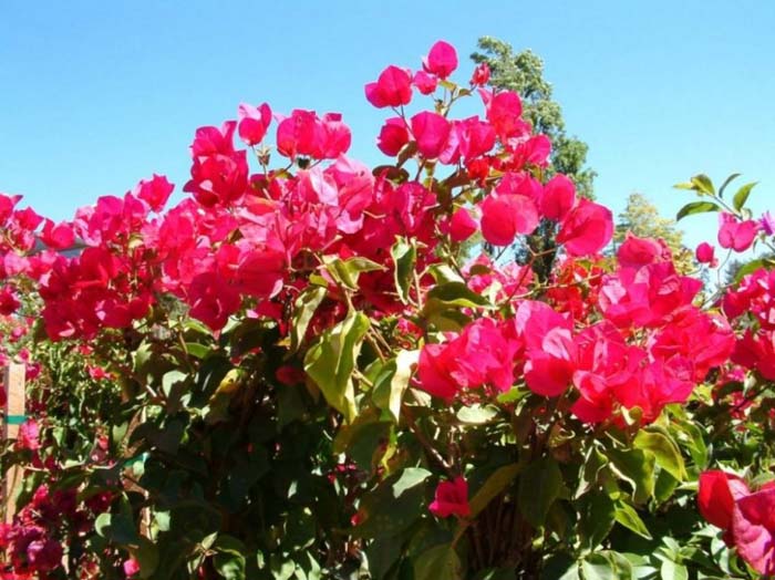 Plant photo of: Bougainvillea 'San Diego Red'